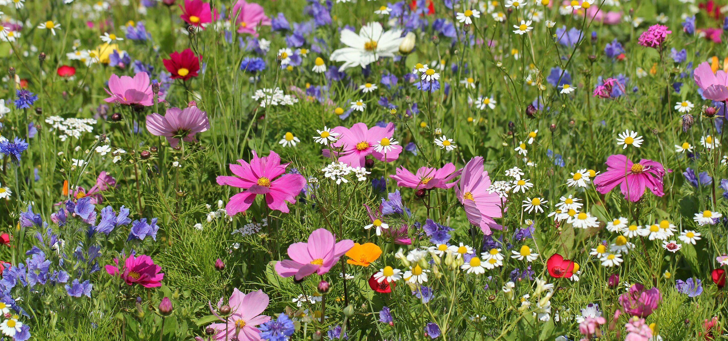 Beautiful flower meadow