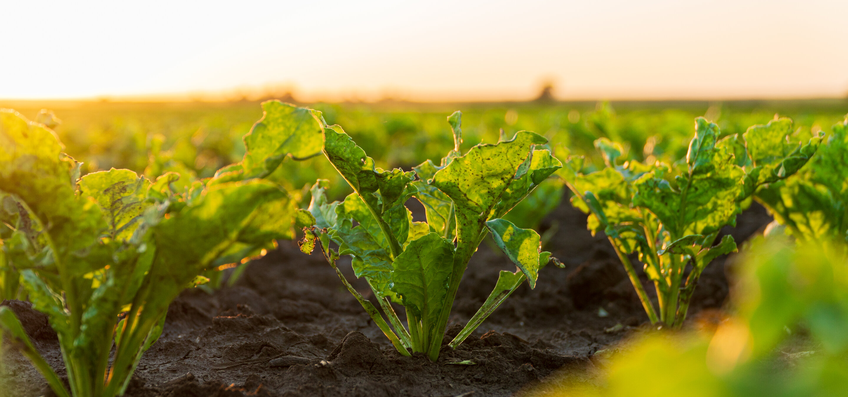 Nahaufnahme von jungen Zuckerrübensprossen, die auf dem Feld wachsen. Anbau von Zuckerrübenpflanzen. Kleine grüne Zuckerrübenpflanzen